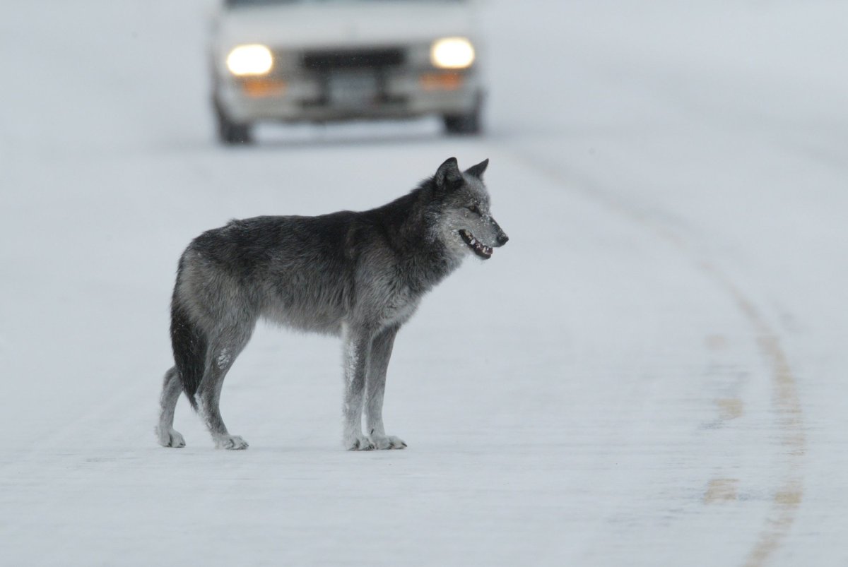 AyshahAwan's tweet photo. My mission is to share what I have learned from having over 100,000 wolf sightings."
Rick McIntyre
2/2
#SaveWolves #StandForWolves #BanHunting #BanTrapping
#BanTrophyHunting 
#ProtectOurWolves https://t.co/aRVWxFDimW