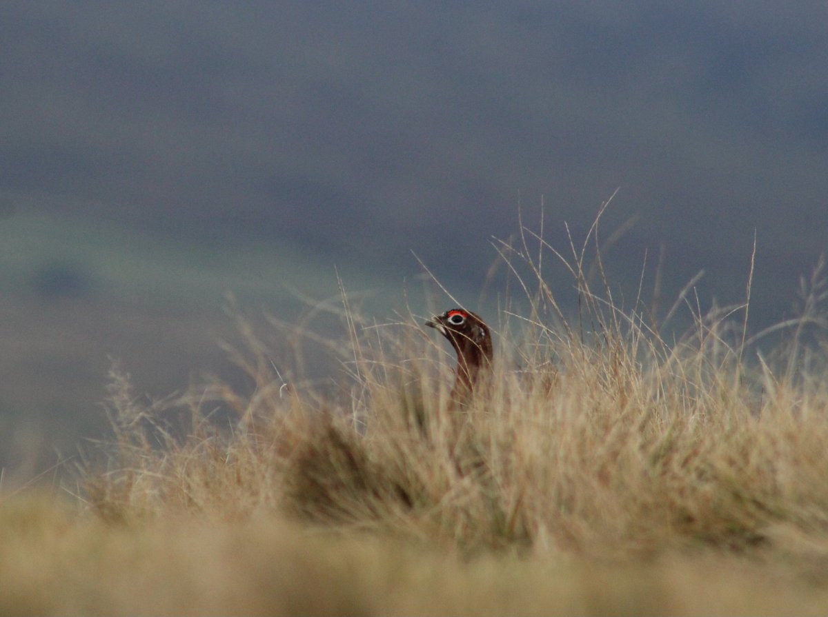 Couldn't move for Red Grouse near Rookhope today! #redgrouse #weardale #Durham #durhamdales #rookhope #birdphotography #birdwatching #birdwatchers #birding #birdsbirdsbirds #BirdsSeenIn2024 #BirdsOfTwitter #BirdTwitter