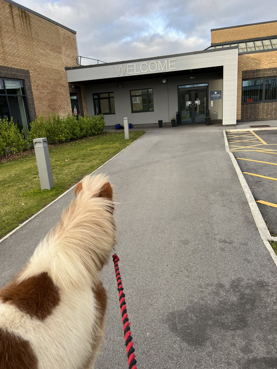 Boo and Bumble enjoyed a trip to <a href="/StAnnesSSFC/">St Anne's</a> weekend residence this afternoon. There was lots of love and giggles which always brings down much joy.  #Boo #Bumble #therapony #equineinteraction #specialeducationalneeds #inclusive