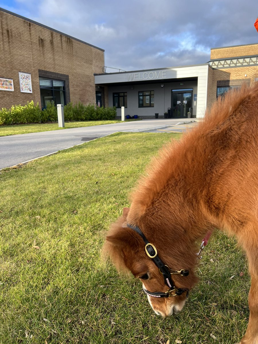 Therapony4's tweet photo. Boo and Bumble enjoyed a trip to @StAnnesSSFC weekend residence this afternoon. There was lots of love and giggles which always brings down much joy.  #Boo #Bumble #therapony #equineinteraction #specialeducationalneeds #inclusive https://t.co/hTKXVKaWST