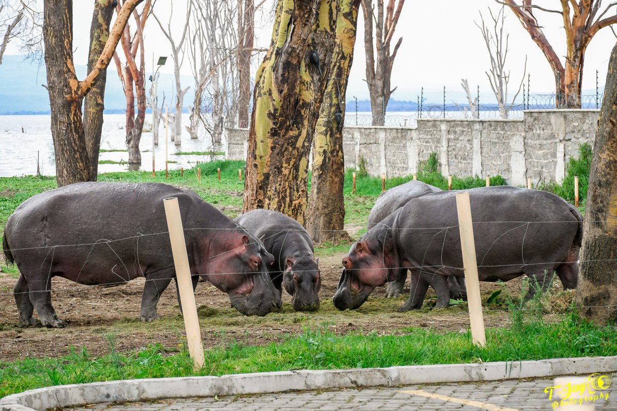 Our resident hippos enjoying feeding by the Lake side at Lake Naivasha resort.