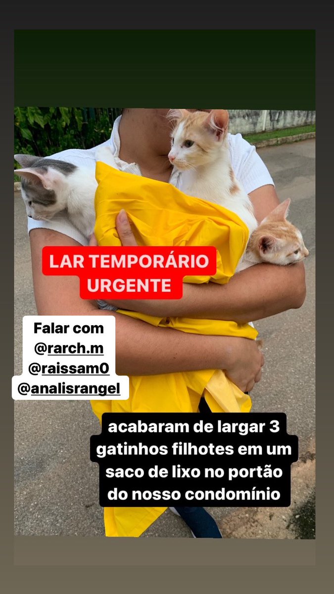 Lissssr's tweet image. #adocao #adocaoresponsavel #filhote #gato