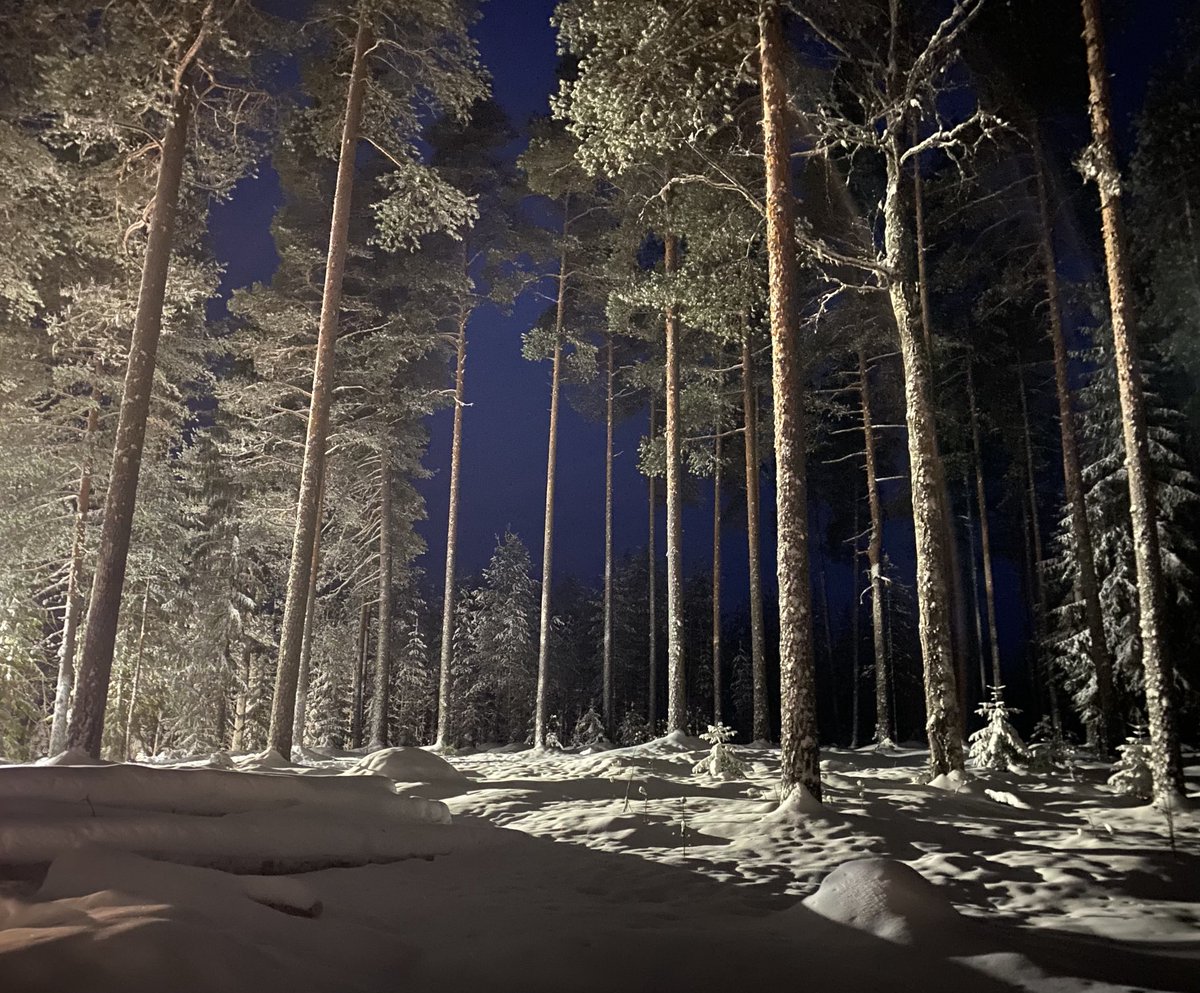 ”Yö on kylmä eikä hän aio poistua, lumen ja kuuran hahmo, hän aikoo jäädä tänne talveksi. Mutta talvi voi hänen kaltaisilleen olla lyhyt, sitä hän ehkä tahtookin sanoa. Minä sytytin hänelle valon kirjoittaakseni hänet muistiin.”

Mirkka Rekola: Taivas päivystää, 1996