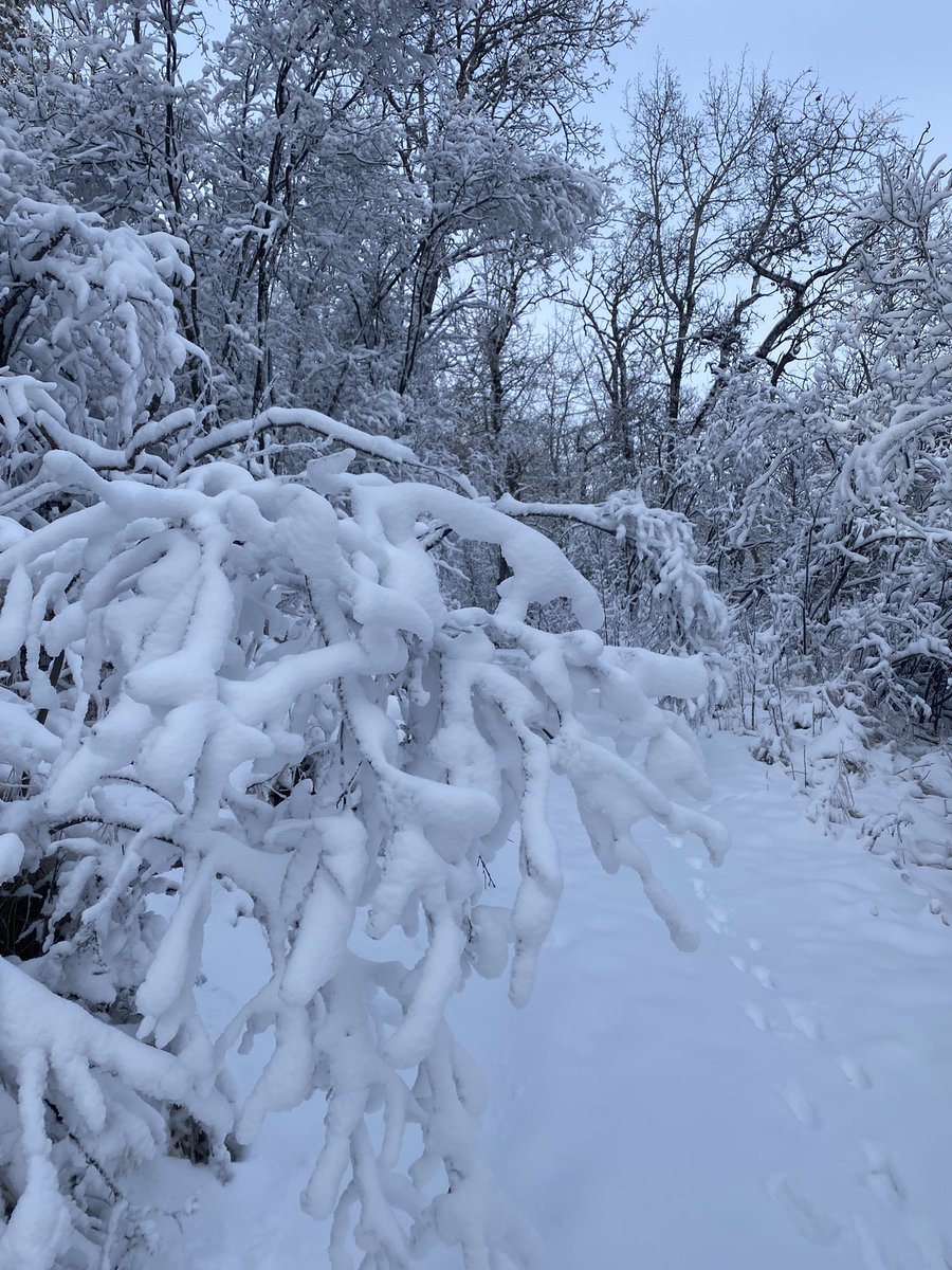 PrimroseRob's tweet image. #Coldweather #Hiking 

Had to go out to boost my nieces vehicle yesterday. So decided to go for my morning hike. -42 c at 7 am -35 c at 2 when left house -39 c in the valley. Had it all to myself just me, nature and the elements. Too cold for my 4 legged partner to go.