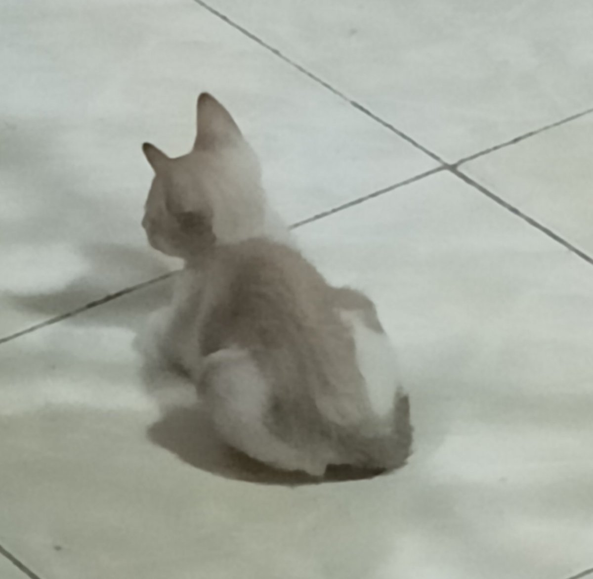 readarchives's tweet image. y’all look at my cat 🥹