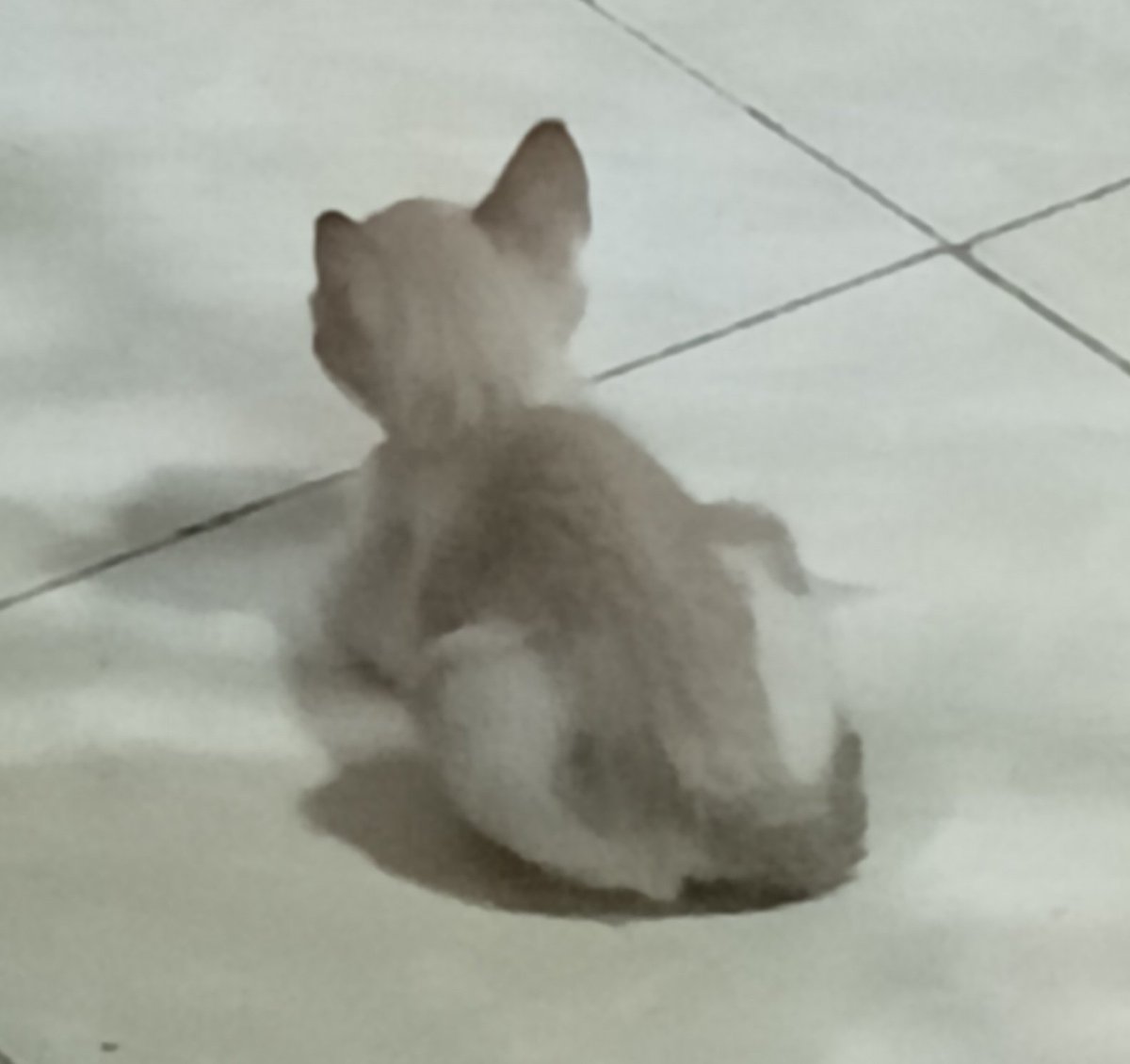 readarchives's tweet image. y’all look at my cat 🥹