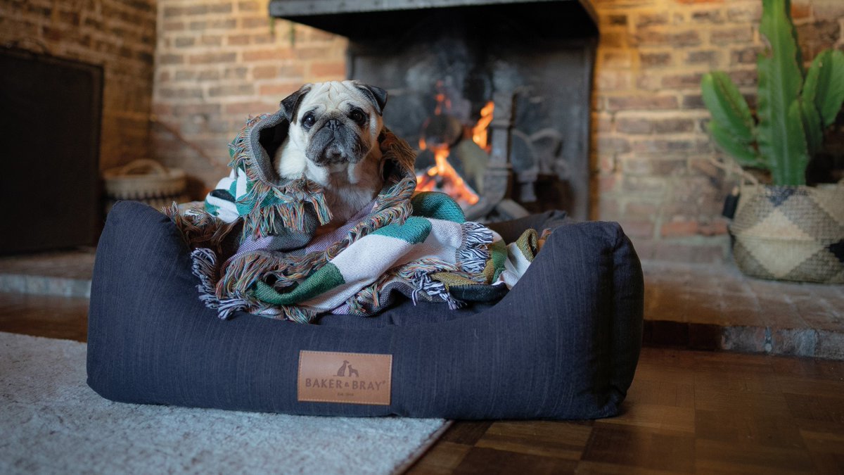 AdoptionsUk's tweet photo. Please retweet this post FOR A CHANCE TO WIN AN ECO COMFORT, ORTHOPAEDIC, LUXURY DOG BED FROM BAKER AND BRAY - voted Best Overall dog bed 2023 by The Telegraph!! 
More information or buy from Baker and Bray, various colours and sizes available, British Brand👇
https://t.co/c7s7cfWOue
#dogs #Puppies #UK
