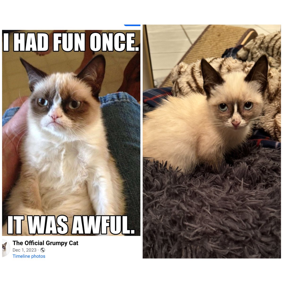 Just realized my current foster kitten looks like <a href="/RealGrumpyCat/">Grumpy Cat</a> 🤣🤣