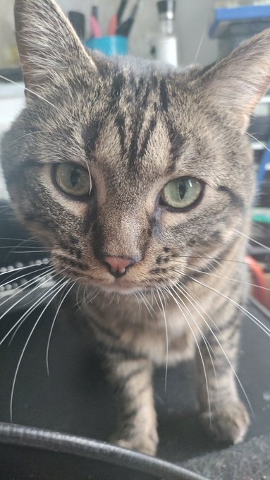 Mood - I'll bite you if you don't pet me, but I'll bite you if you pet me.  But not to hard!  Your welcome