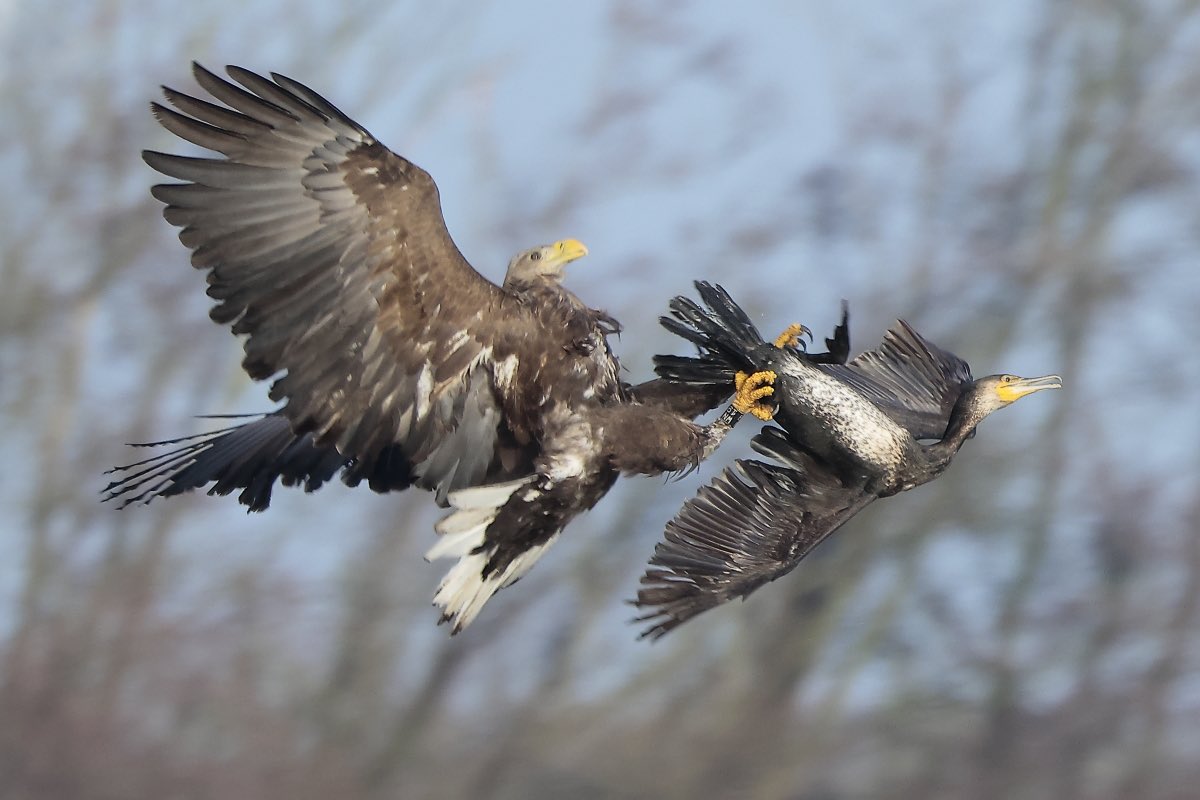 Steeds vaker zie ik Zeearenden in Drenthe. Ook vandaag weer spectaculair! #vogelskijken