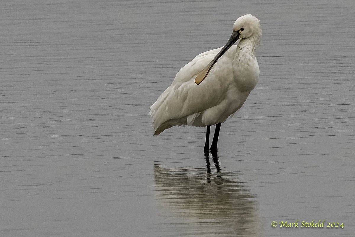 Friday 12th at RSPB Saltholme yesterday. Good views of The Spoonbill and a fly past of the male Long-tailed Duck with a flock of ? 50 plus Siskin in the discovery zone. @RSPBSaltholme @teesbirds1 @teeswildlife @DurhamBirdClub @BirdGuides @BBCWinterwatch @clevelandnats @WhitbyNats