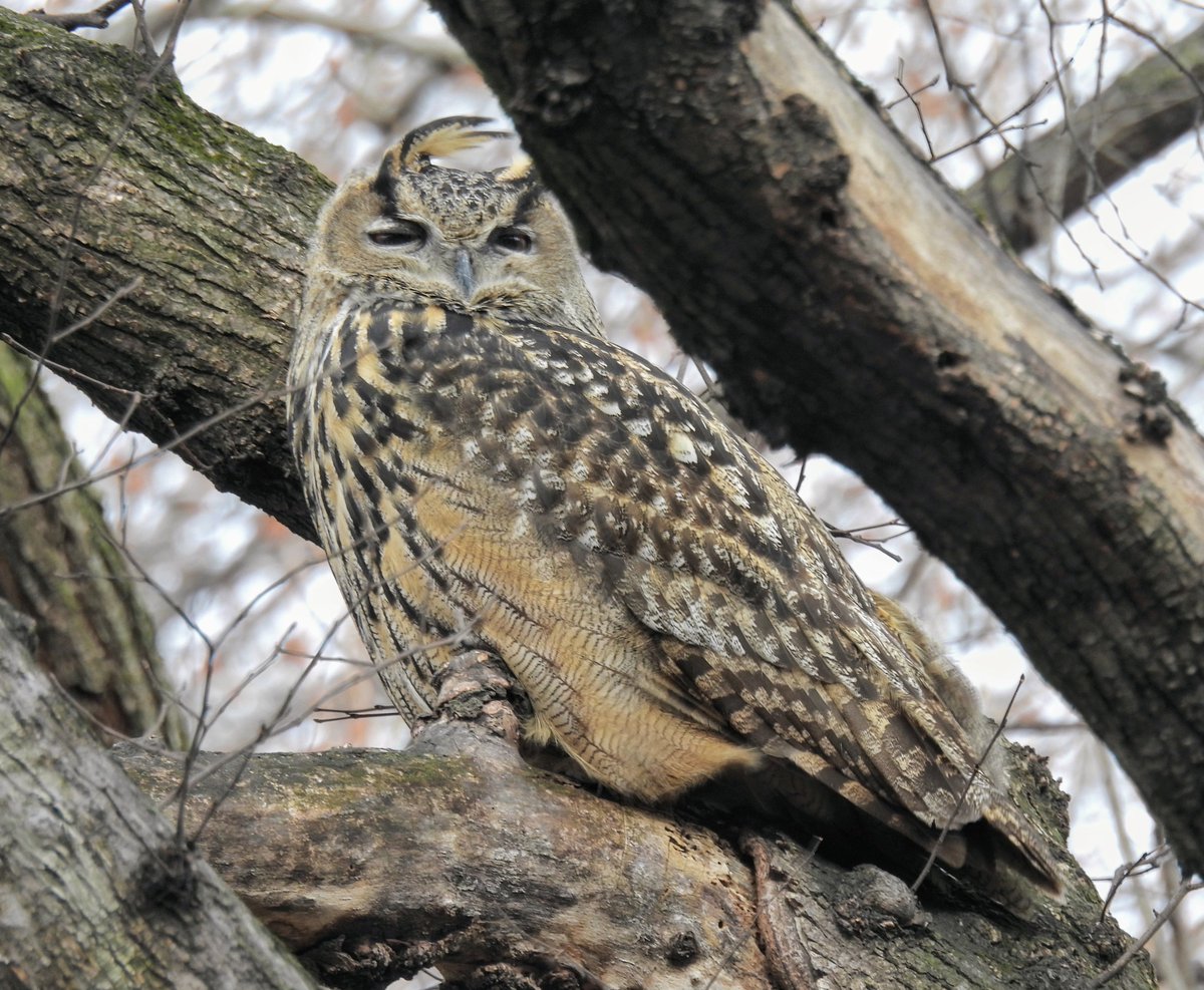 BirdCentralPark's tweet photo. Welcome back, Flaco! Our favorite Eurasian Eagle-Owl is resting south of Huddlestone Arch over the Loch today, his first known daytime appearance in Central Park in nearly two months. 🦉 ❤️ https://t.co/6Fo2moqvyG