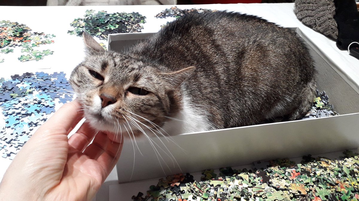 Merisiel is quite puzzled
#cats