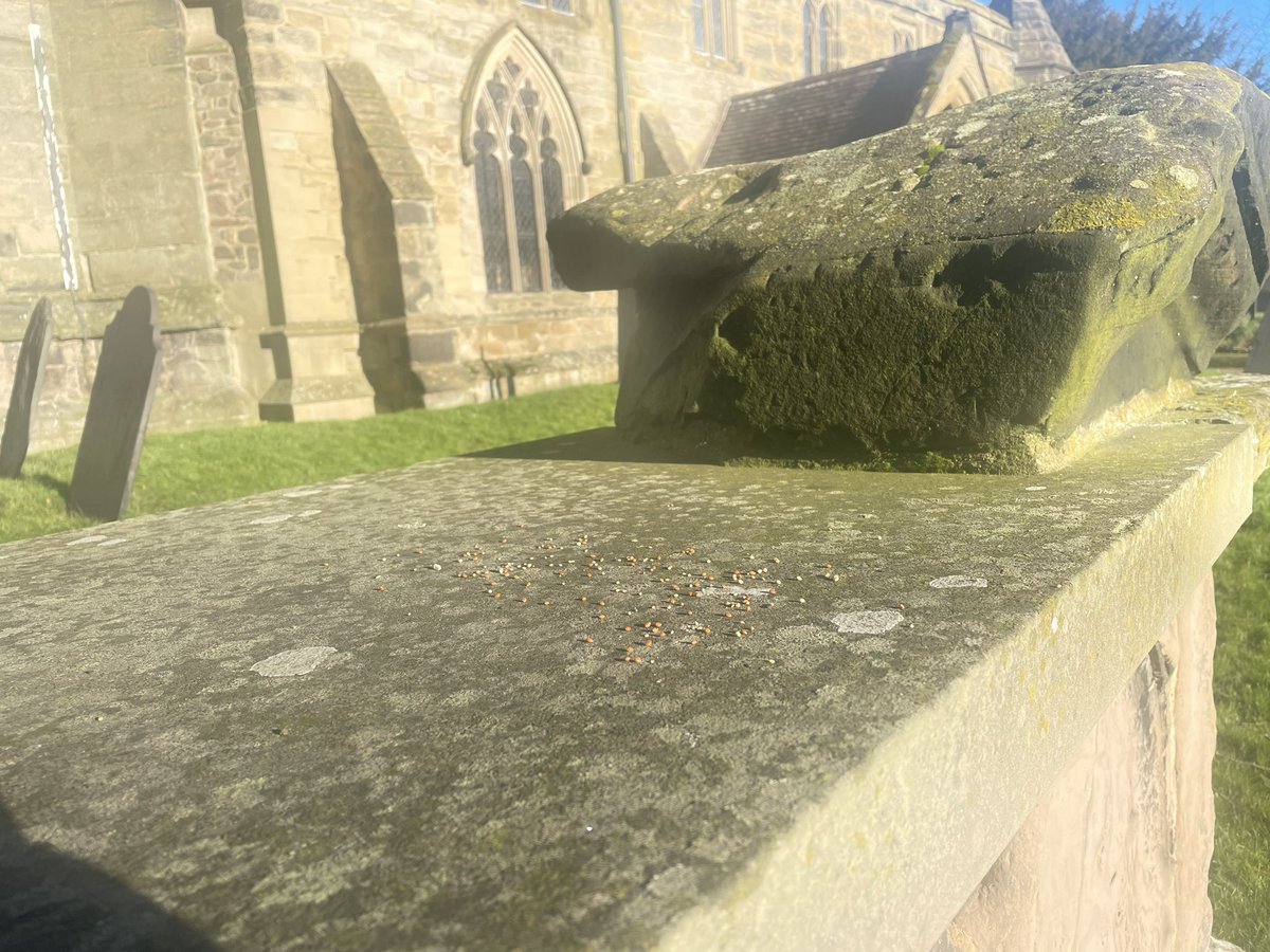 ErinGreenAuthor's tweet photo. Today, whilst walking through the grave yard, I took a closer look at a particular old grave. I was delighted to find bird seed scattered upon the top stone. Far better than flowers! 🐦 #Joy #SmallThingsInLife #Nature https://t.co/4kDrJgSEtd
