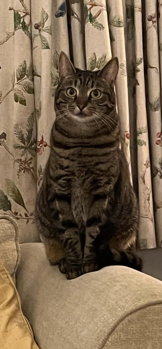 "#shykitty" - Results on X | Live Posts & Updates
