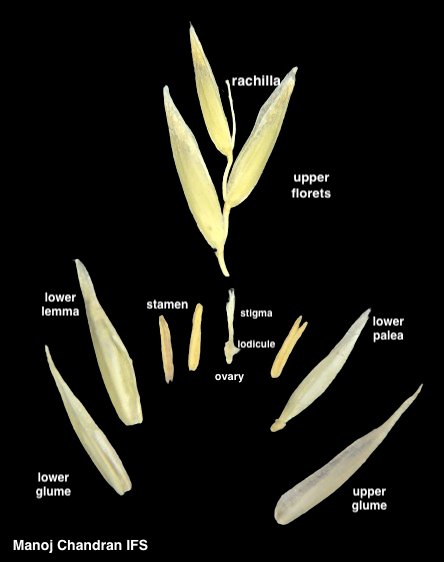 #Grass spikelet #dissection
#Poaceae #Botany