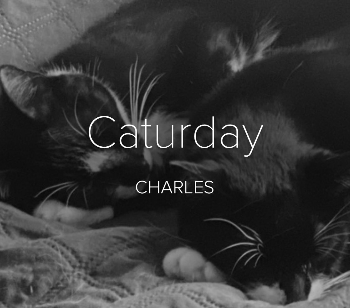 popularinguitar's tweet photo. https://t.co/04GRTY4qXz #Caturday https://t.co/LpYCxsRRcj