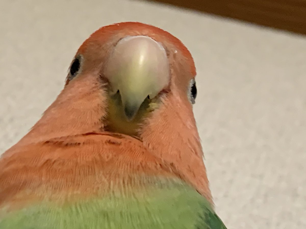 インコ丸氏 tweet media