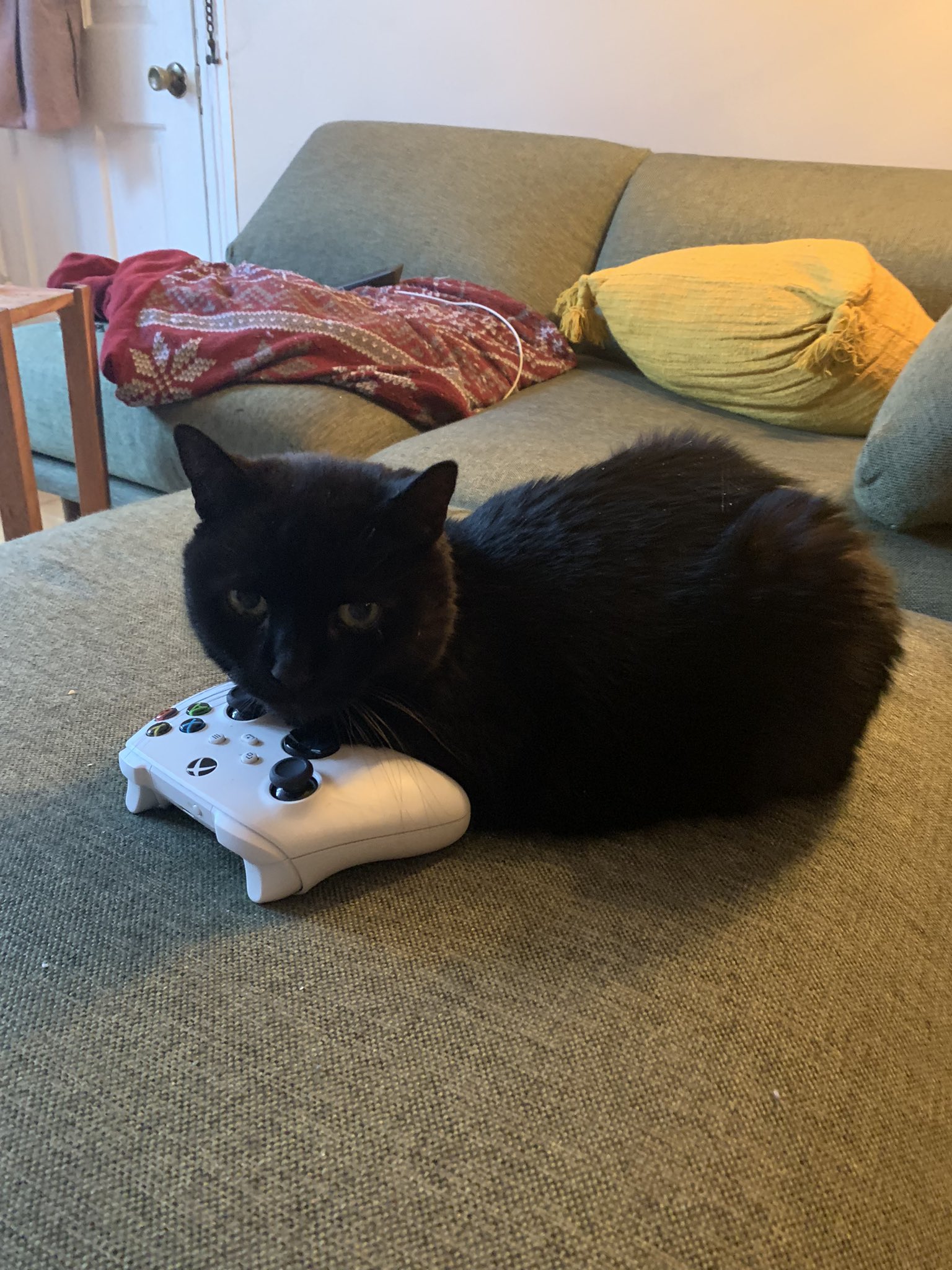 Cat Playing Xbox