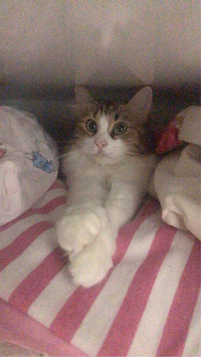 zeyokt's tweet photo. @nickimideistrcm 🧿😻 https://t.co/jTUZLKETAU