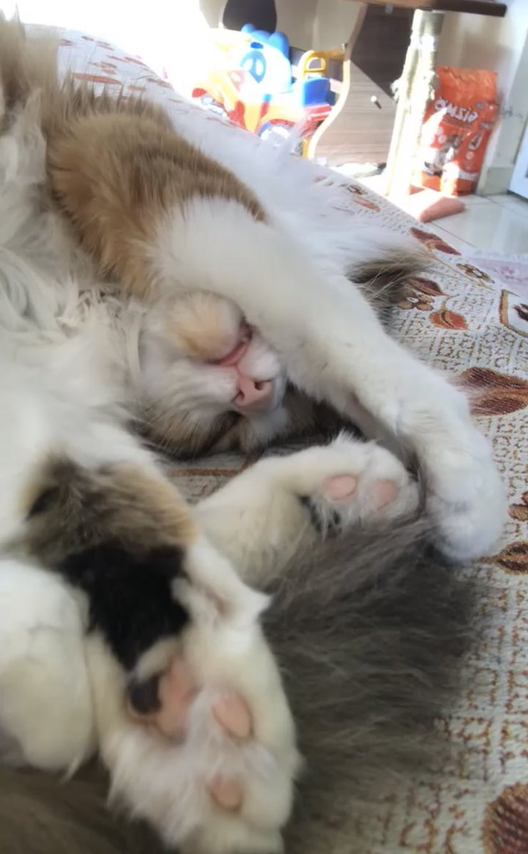 zeyokt's tweet photo. @nickimideistrcm 🧿😻 https://t.co/jTUZLKETAU