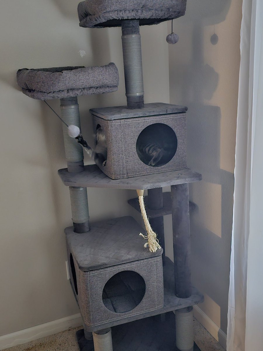 FTA_Reaps's tweet photo. It's finished! Dexter still only cares about poofball. Spot is wary, but will lay on it 24/7 soon probably. https://t.co/7V5JM9h3BA