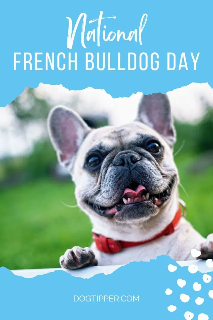 Blue Frenchie Nation , Bulldog Francés