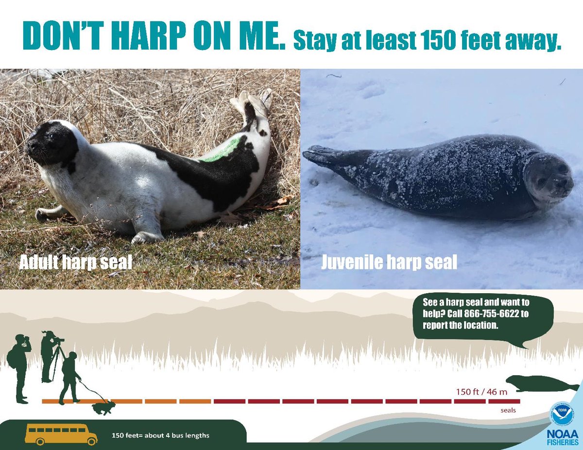 NOAAFish_GARFO's tweet image. Ice seals, like hooded &amp;amp; harp seals, might be in our waters this time of year. Give them space &amp;amp; don't attempt to push them back into the water! If you have concerns about a seal, call the NOAA hotline at 866-755-6622 &amp;amp; leave the rescuing to the experts! ow.ly/Oup550MnMZa