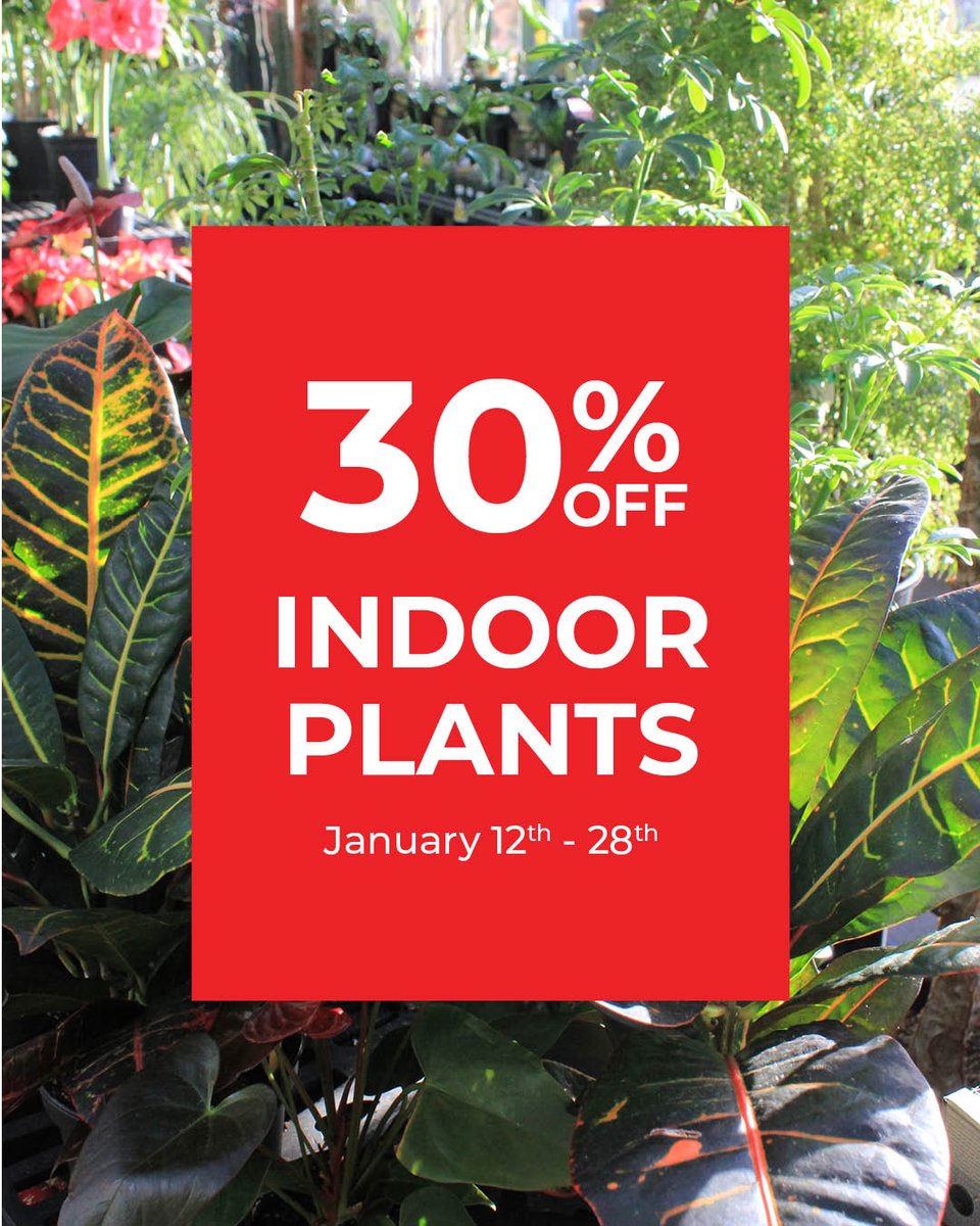 Step in from this crazy cold to a tropical oasis where everything lush, green &amp;thriving is 30% off. 📷 The indoor greenhouse is a cool 65 degrees &amp; overflowing with all kinds of beautiful plants to cheer up a winter home...Sale ends January 28th. Fresh product arriving weekly!