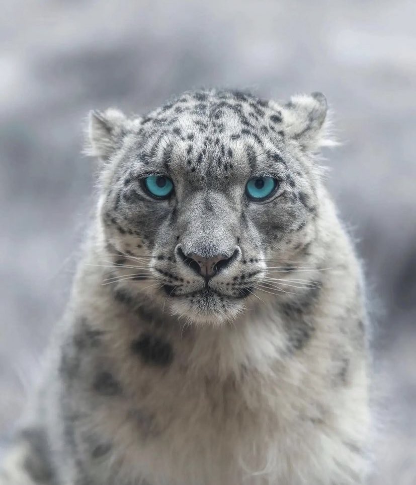 The unique beauty of a "Snow Leopard"
