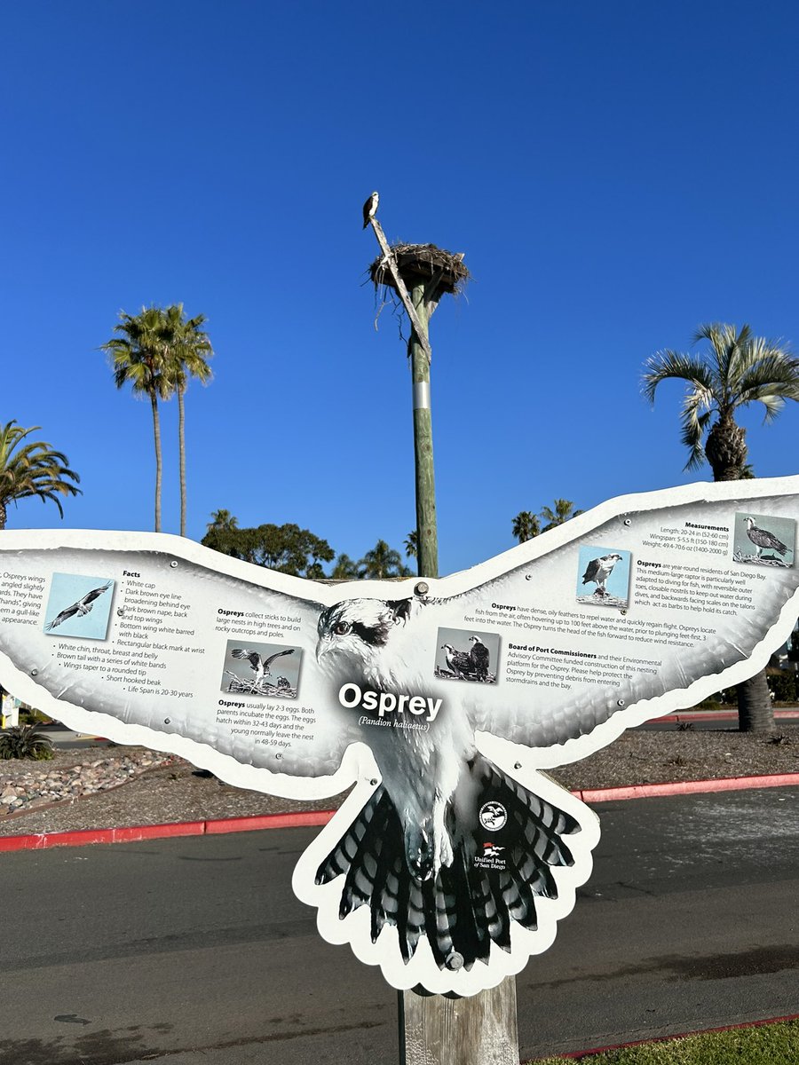 derekroh's tweet image. Was in San Diego this week &amp;amp; out walking Friday morning when I stopped to read a sign about ospreys…only to look up &amp;amp; see the real deal. 😂 #GoodTiming