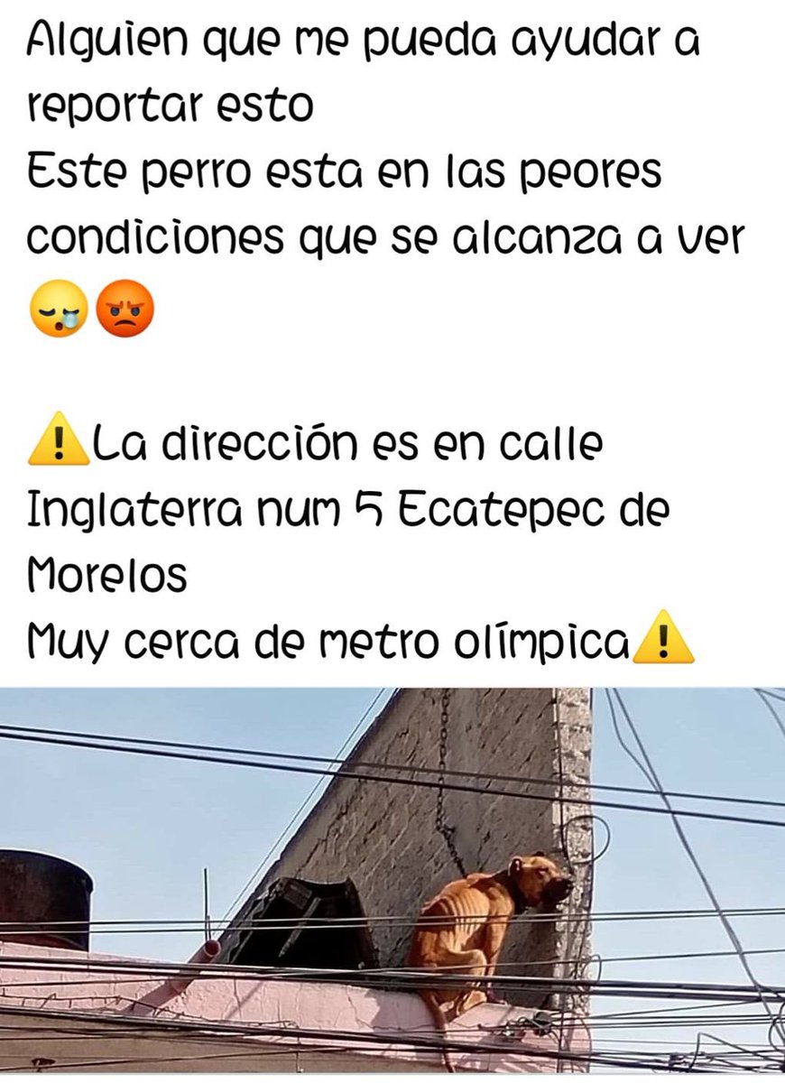 En coordinación con <a href="/propaem_sma/">PROPAEM</a>, la fiscalía de edomex y nuestro querido aliado Antemio Maya pudimos averiguar que este perrito fue retirado por personal del <a href="/CACEcatepec/">Control Canino y Felino de Ecatepec</a> pero no nos responden las llamadas, que hasta el día Lunes 🤡 el perro claramente necesita estar en un