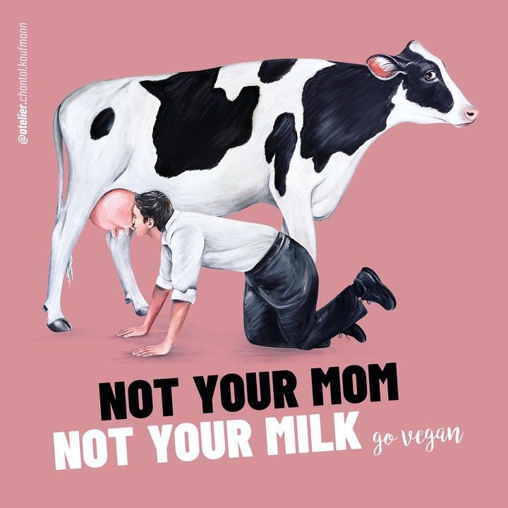 vegan_thay's tweet photo. Not your mim
Not your milk

https://t.co/yKN3751Aum

#govegan #milk #leite #lactose #lactoseintolerance #sejavegano https://t.co/lwgiiQze7m