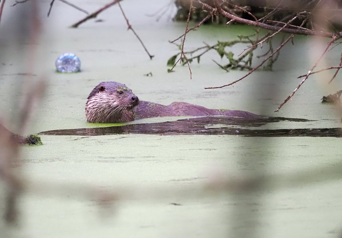Steve Babbs tweet media