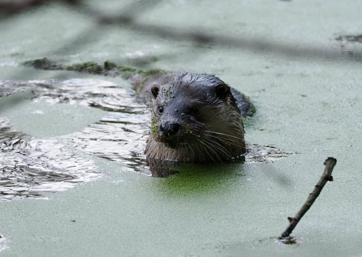 Steve Babbs tweet media