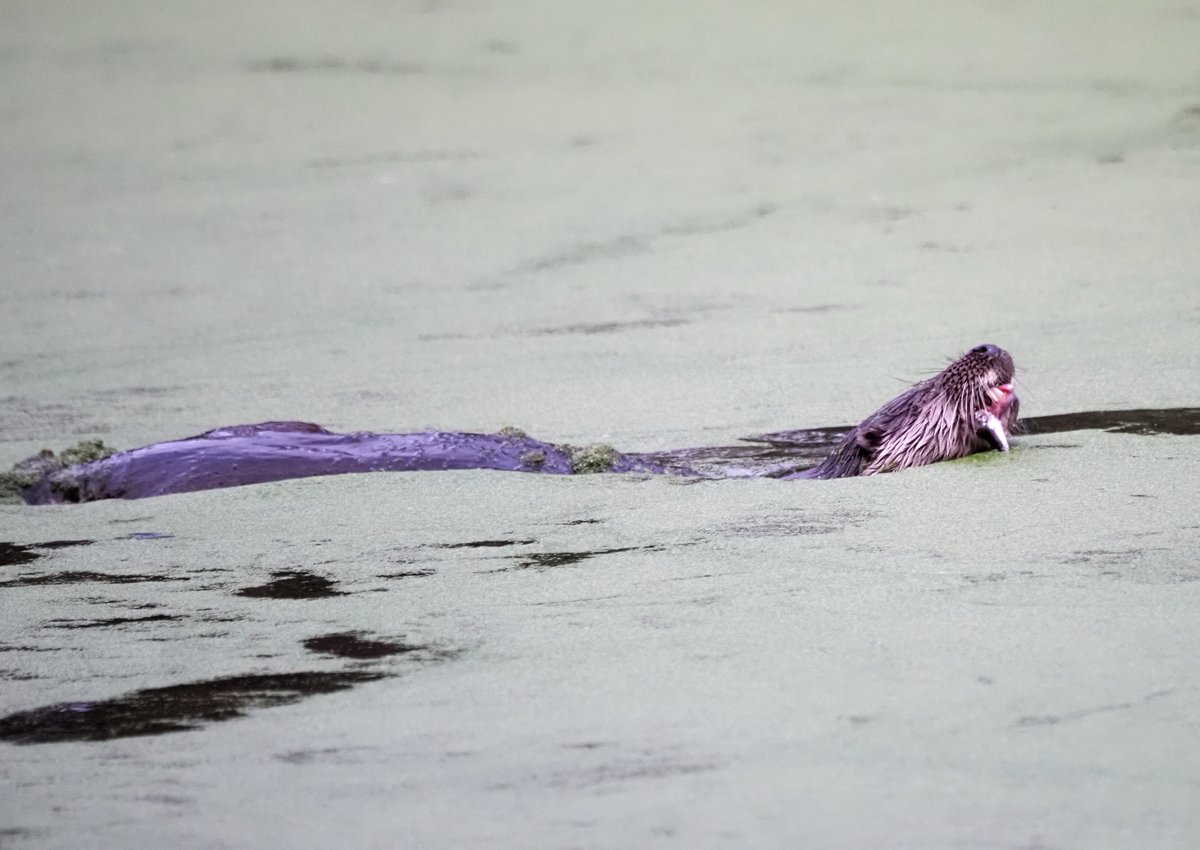 Steve Babbs tweet media