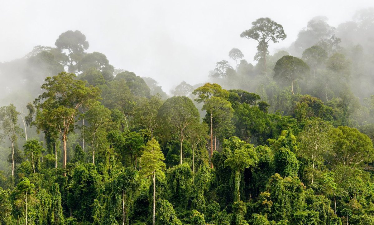 2Aa2020's tweet photo. أظهرت دراسة جديدة أن الأشجار 🌳التي تنمو في الم��اطق الرطبة على مستوى العالم تكون أكثر حساسية للجفاف ☀️ لقد ناقش العلماء منذ فترة طويلة ما إذا كانت الظروف القاحلة تجعل الأشجار أكثر أو أقل مقاومة للجفاف وفقاً لدراسة في مجله Science أجراها باحثون في جامعة كاليفورنيا في سانتا باربرا وجامعة كاليفورنيا في ديفيس ، بأن توافر المياه بشكل أكبر يمكن يفسد الأشجار 🌲 عن طريق تكيفها مع الجفاف ✨☀️