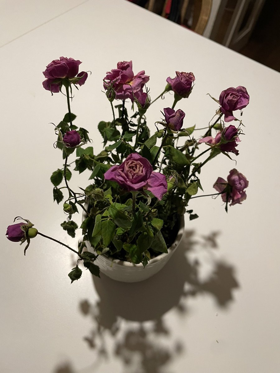 omagould's tweet photo. @marksandspencer what is it with these pink roses in the bowl? This is the second one I’ve had, the first died within a week , I followed all the instructions, kept it watered etc and yet they die.  This one lasted two weeks. https://t.co/LebOFIwLgD