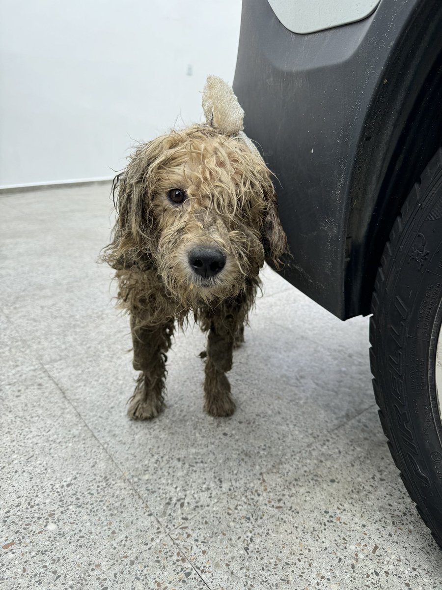 casadoviralata's tweet photo. Desculpe as imagens sensíveis
Esse cachorro apareceu o pedido de socorro, há dias ferido peregrinando sozinho, não tive como ignorar, não é justo viver assim, trouxe para o canil e preciso internar, limpeza, medicamento
Vamos devolver a dignidade dele juntos, me ajudem nessa?! https://t.co/z05jS7U64C