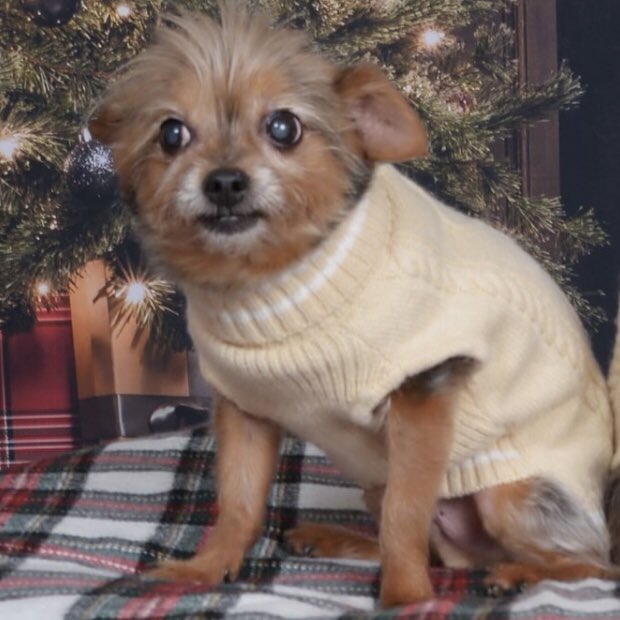 Tyreek stepping on the field with short sleeves today 
#MIAvsKC #NFLPlayoffs
