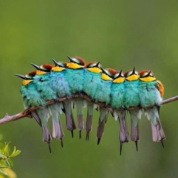NatGeo_Life's tweet photo. Isınmak için birbirine sığınan arı kuşları 

. Bu fotoğraf, Kasım 2011'de düzenlenen Avrupa Vahşi Harikalar fotoğraf yarışmasında Yetişkin Kategorisi'nin birincisi oldu. 

Fotoğraf: José Luis Rodríguez 

#natgeolife https://t.co/p6cYEuv5j1