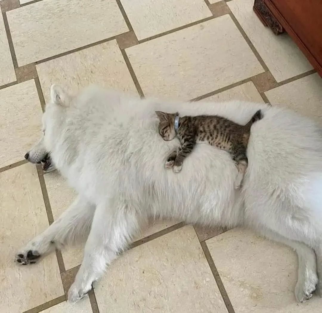 catshealdeprsn's tweet photo. https://t.co/DBARKZvYwc