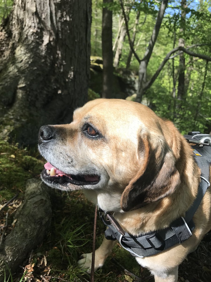 This morning we said goodbye to Coopy after over ten years together. We won’t be the same without you buddy and thank you for being our best friend. Love you always