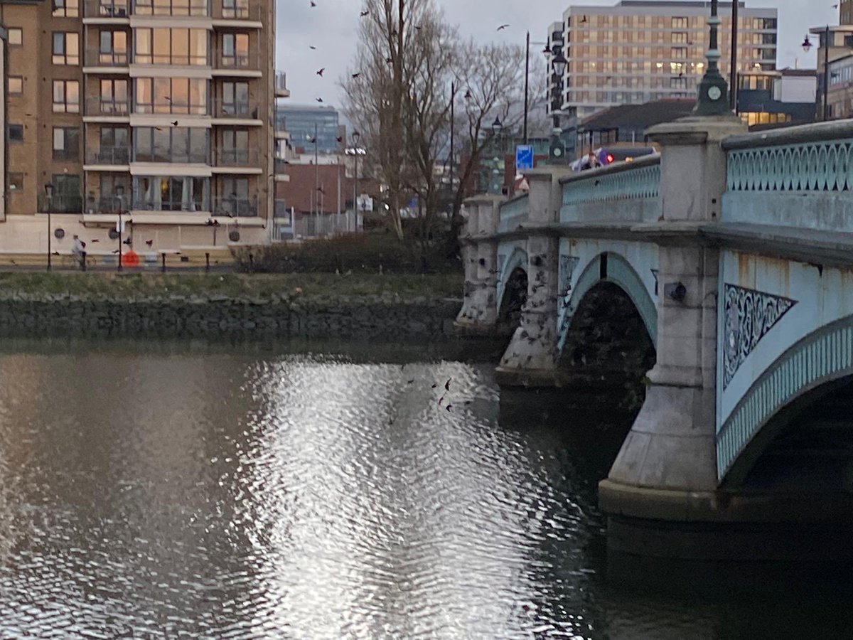 CllrPadraigSF's tweet image. Great to see the Starling #murmuration back at the Albertbridge. Simple things put in place and organisations working together have returned these endangered birds back to the safety of this nesting area. Maith sibh to all those involved.