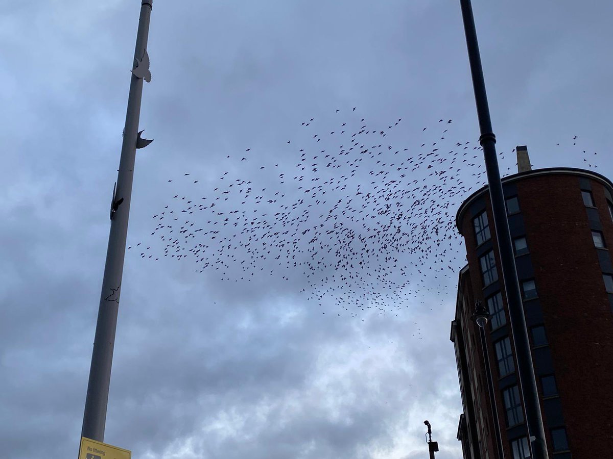 CllrPadraigSF's tweet image. Great to see the Starling #murmuration back at the Albertbridge. Simple things put in place and organisations working together have returned these endangered birds back to the safety of this nesting area. Maith sibh to all those involved.