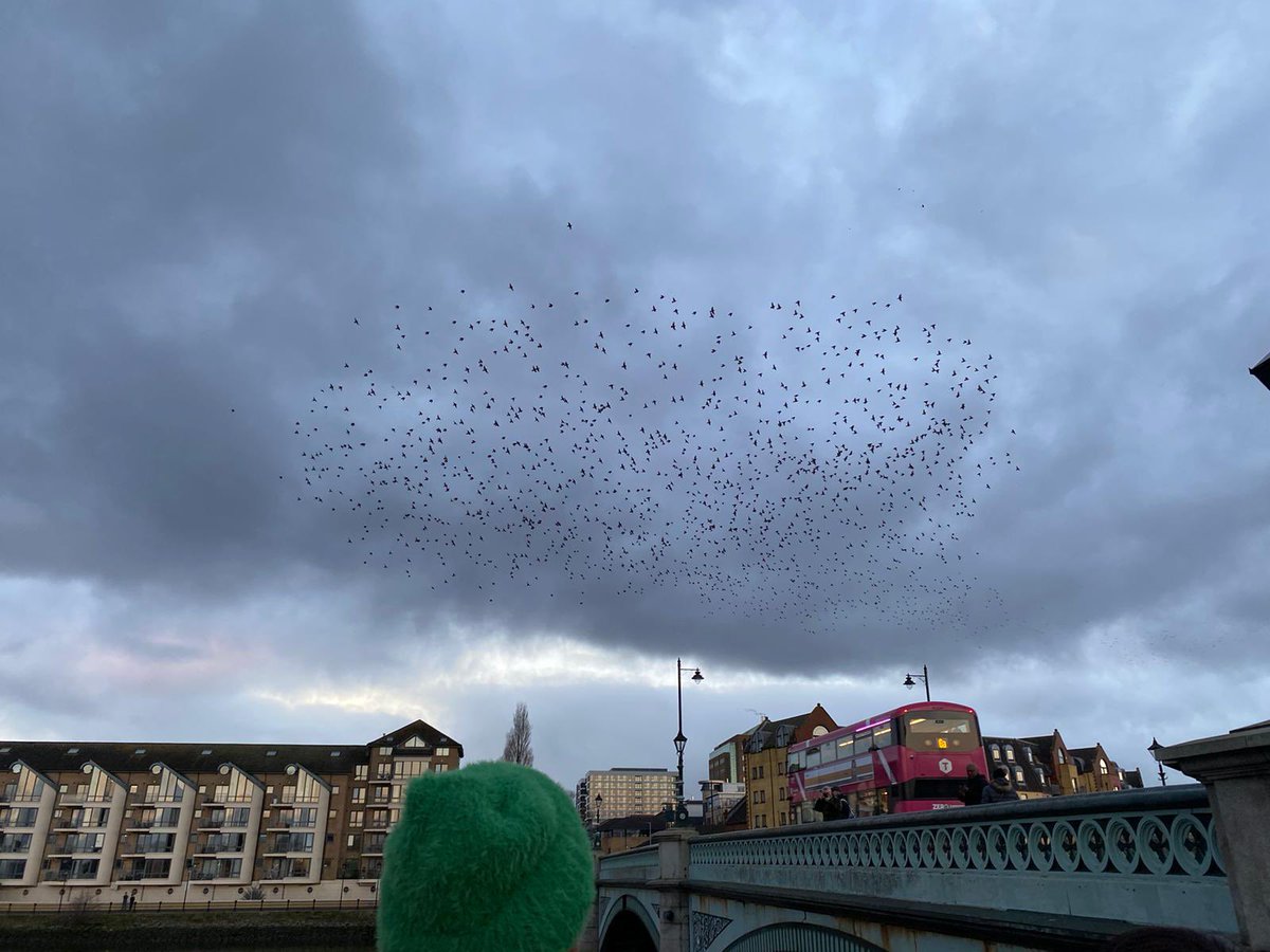 CllrPadraigSF's tweet image. Great to see the Starling #murmuration back at the Albertbridge. Simple things put in place and organisations working together have returned these endangered birds back to the safety of this nesting area. Maith sibh to all those involved.