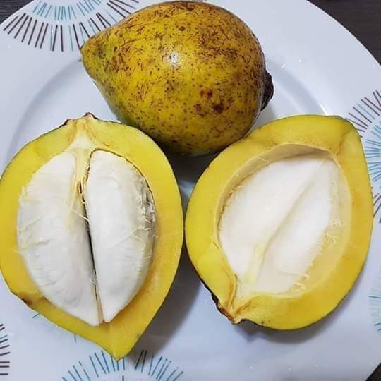 euhenrique99's tweet photo. Queria que o Brasil te conhecesse como já conhece o açaí. https://t.co/9dkWWwgu3w