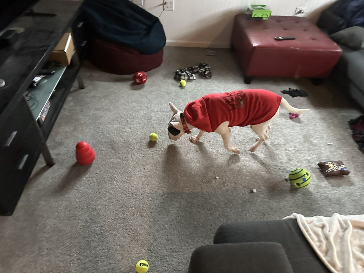 ZeroIsaGoodBoy's tweet photo. Mama made me a treats obstacle course because it's too cold and snowy for me outside. https://t.co/bgzLdExkOR
