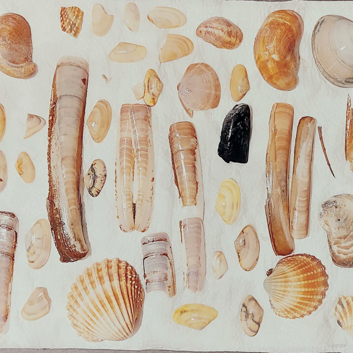 LEOacademyarts's tweet photo. We had so much fun in Year 3 at @BrookfieldSM3 creating a range of different types of marks using ink and found materials from the beach! The children had fun tearing up the rule book and painting in a completely new way! #markmaking #primaryart #sketchbookexploration @accessart https://t.co/QCaNdMJlaM