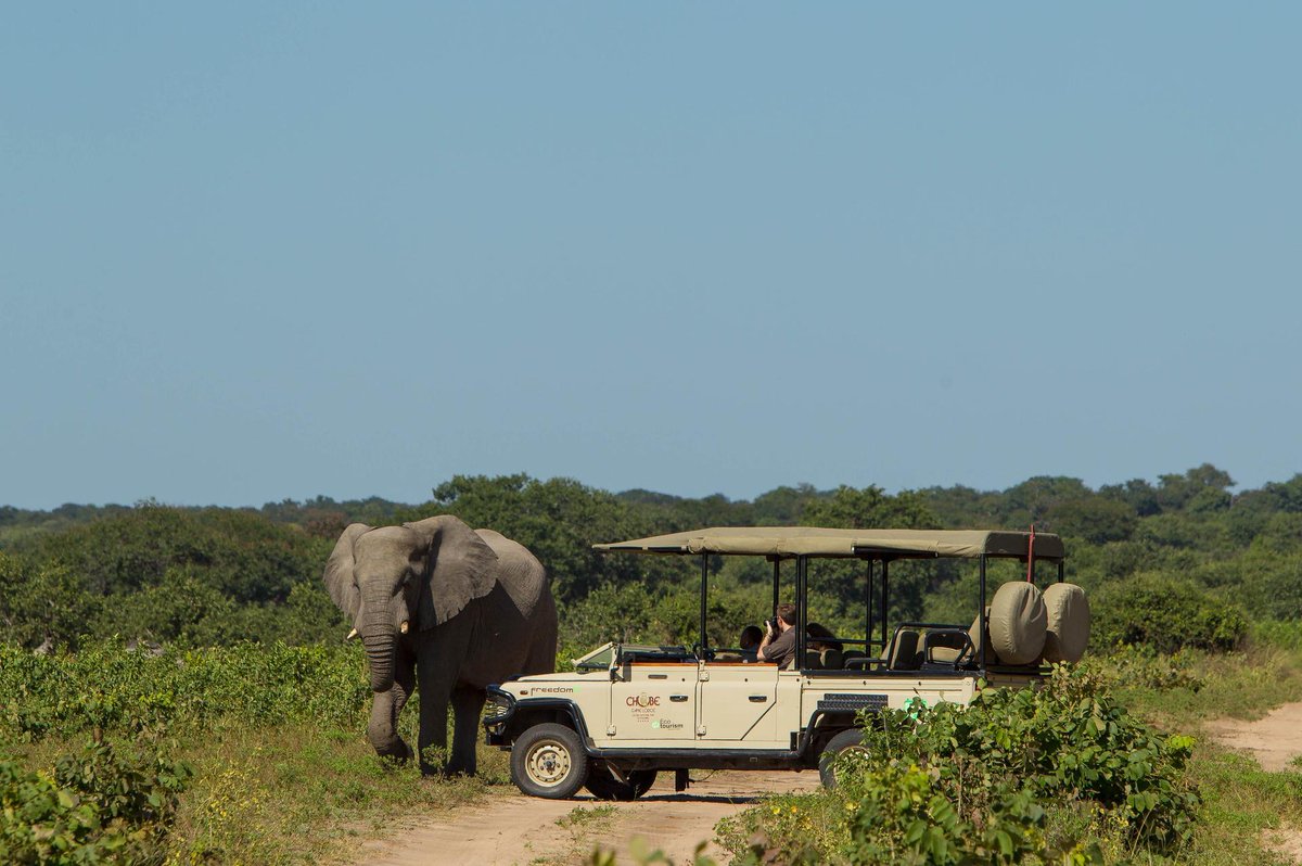 AWRadventures's tweet photo. BOTSWANA -- Everything you need to know to plan your trip! 
Where to go, what to do, when to go, getting to and from, before and after your safari. https://t.co/WF0wa1hpJk https://t.co/gjadMs5pT0
